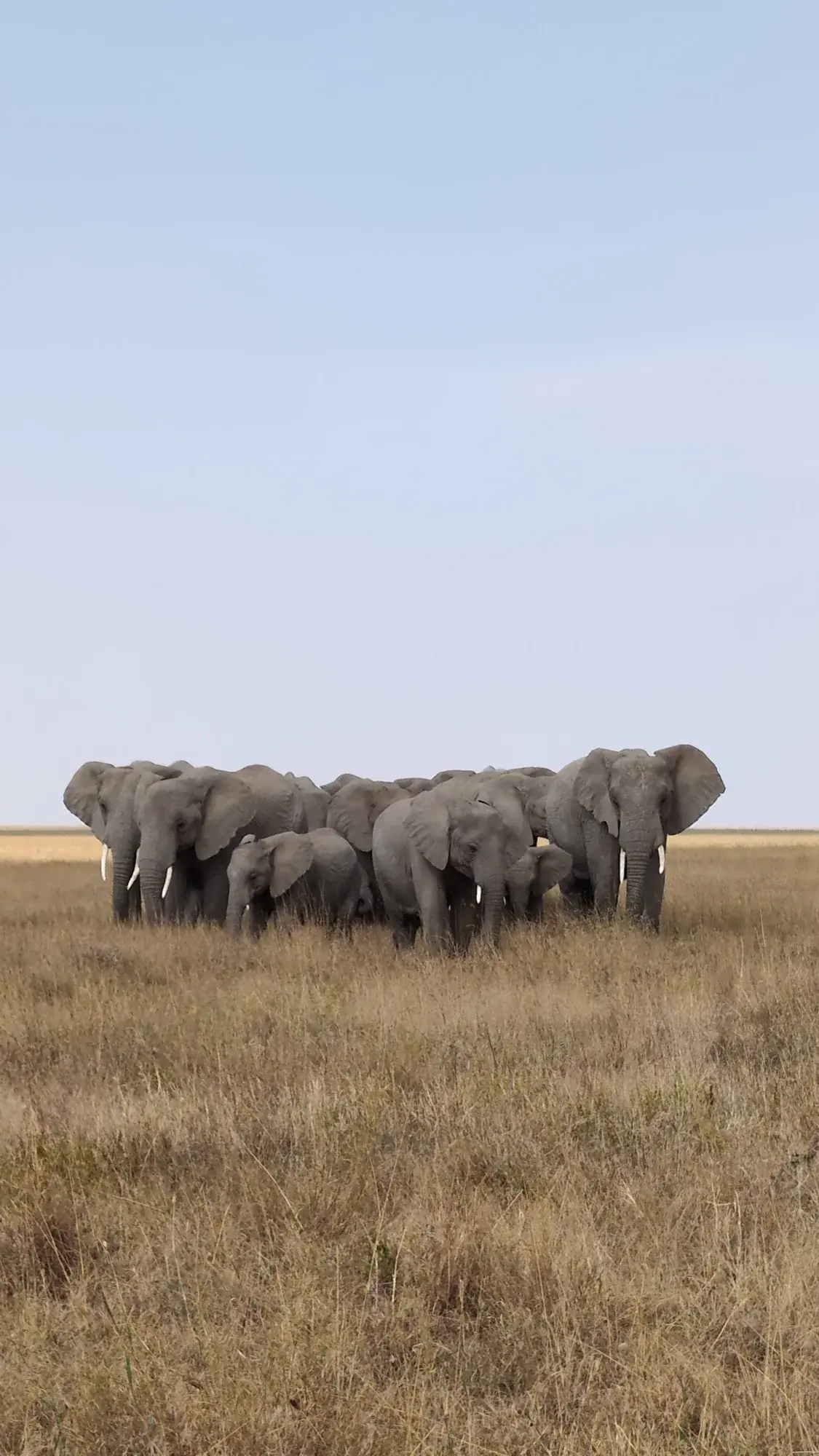 Understanding the Great Migration in Tanzania