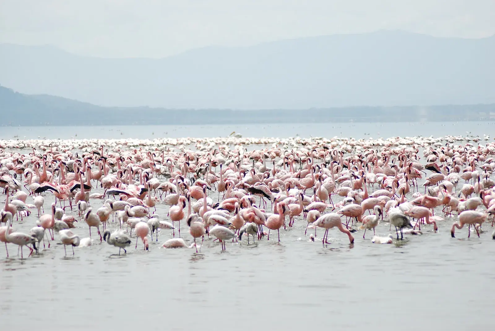 5-Day Masai Mara, Nakuru & Naivasha Safari
