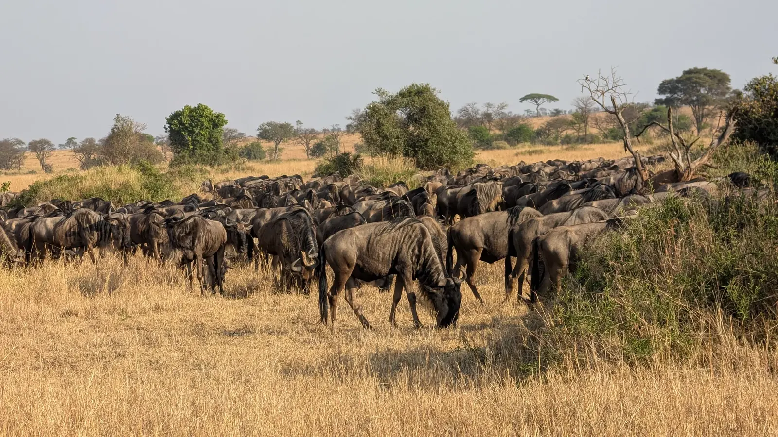 8-Day Great Migration Safari