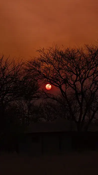 Red sun dropping behind silhouetted acacia trees