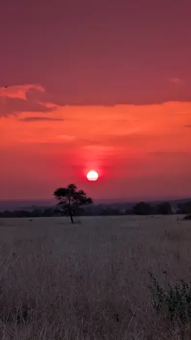 Deep red sunset behind a single acacia tree on the plains