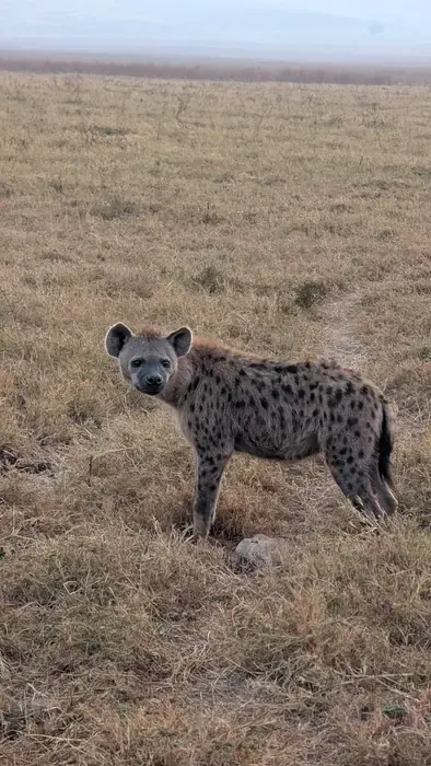 Spotted hyena standing alert on short dry grassland