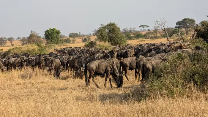 Long column of wildebeest crossing open grassland during the great migration