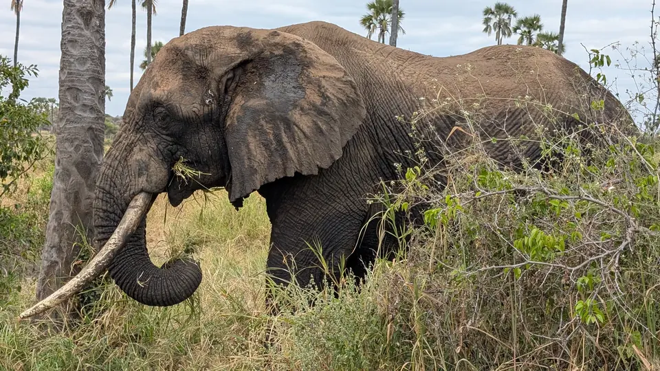 4-Day Tarangire & Lake Manyara Safari