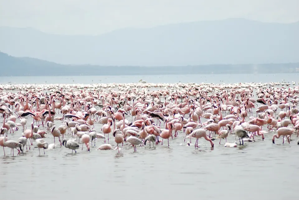 5-Day Masai Mara, Nakuru & Naivasha Safari