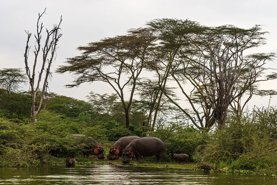 8-Day Masai Mara, Naivasha & Coast Journey
