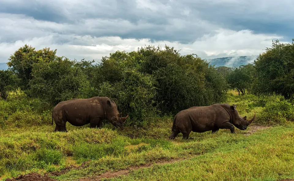 4-Day Masai Mara & Lake Nakuru Safari