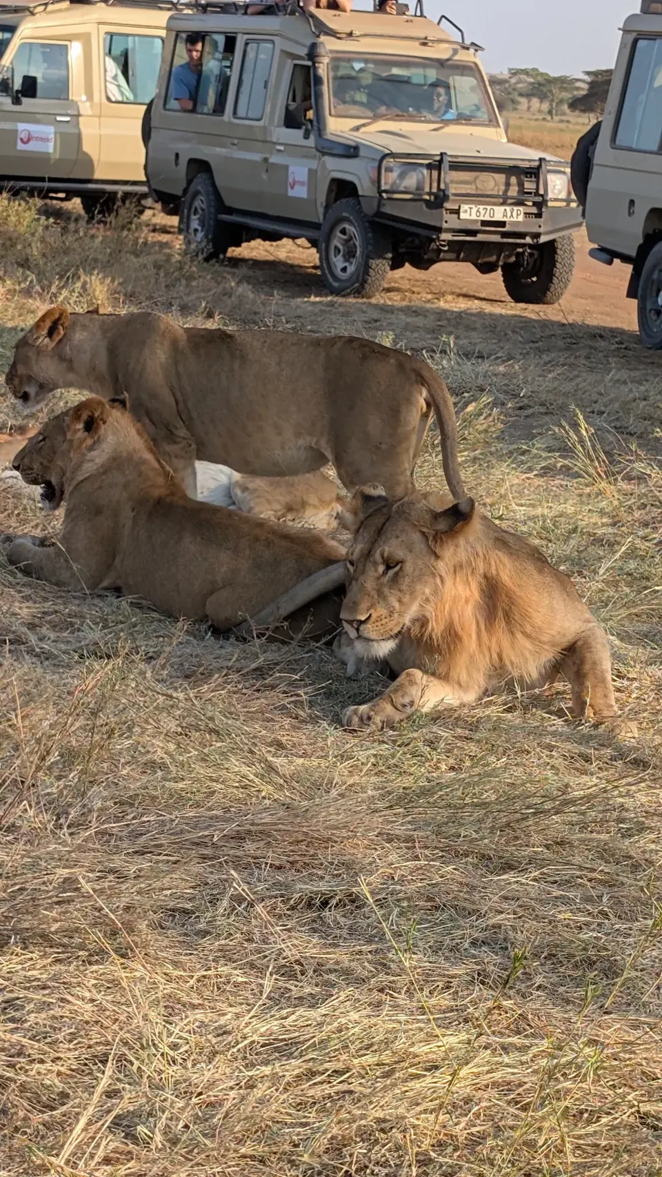 12-Day Kenya & Tanzania Combined Safari