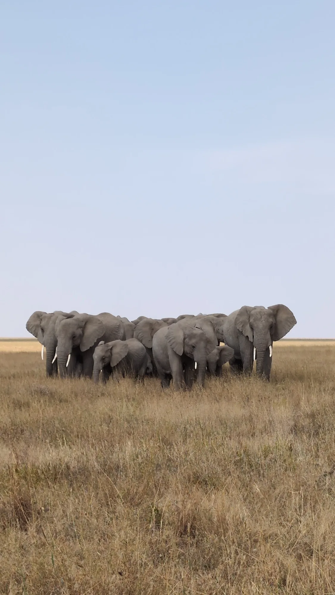 Tanzania vs Kenya: Which Safari Is Right for You?