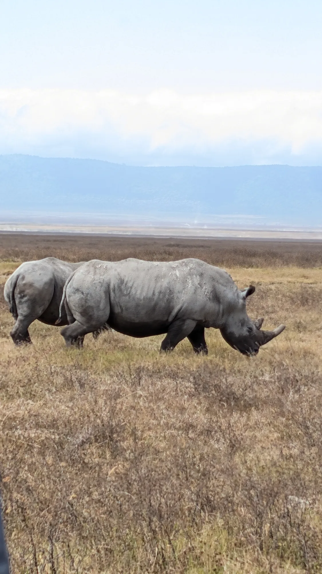 Where to See the Big Five in Tanzania