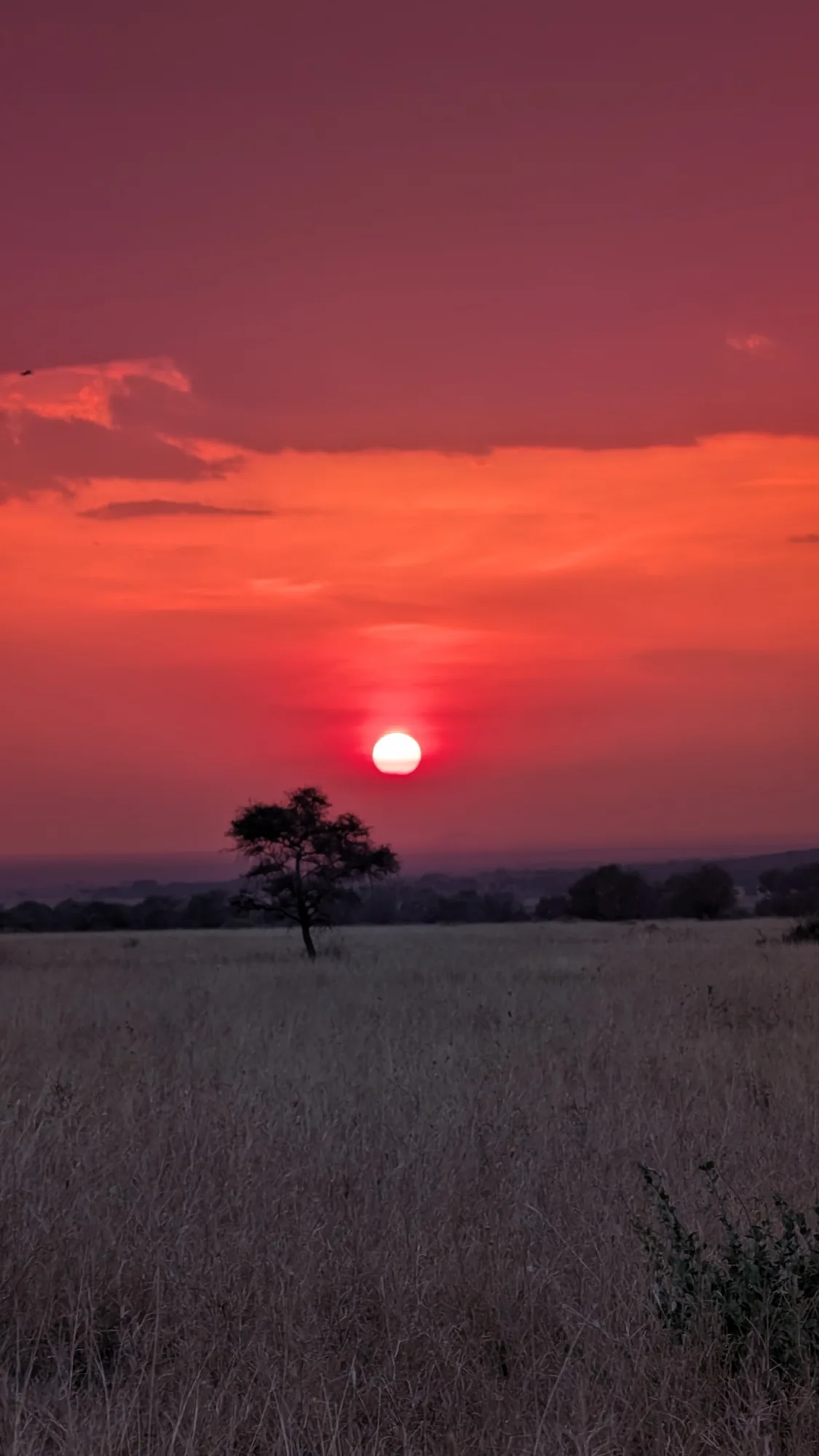 The Best Time of Year for a Tanzania Safari