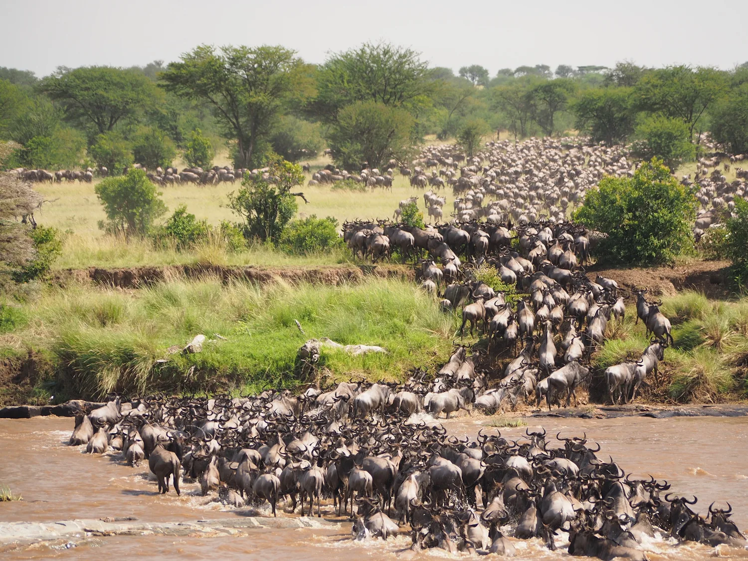 Best Time to Visit Serengeti for the Migration