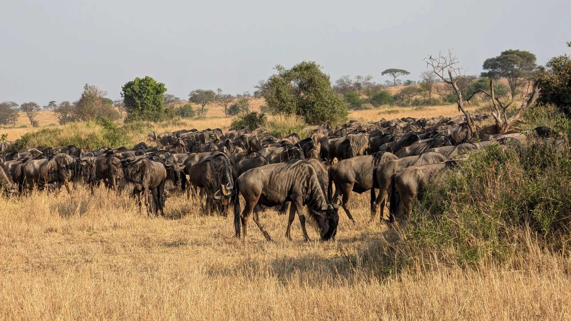 Best Time to Visit Serengeti for the Migration