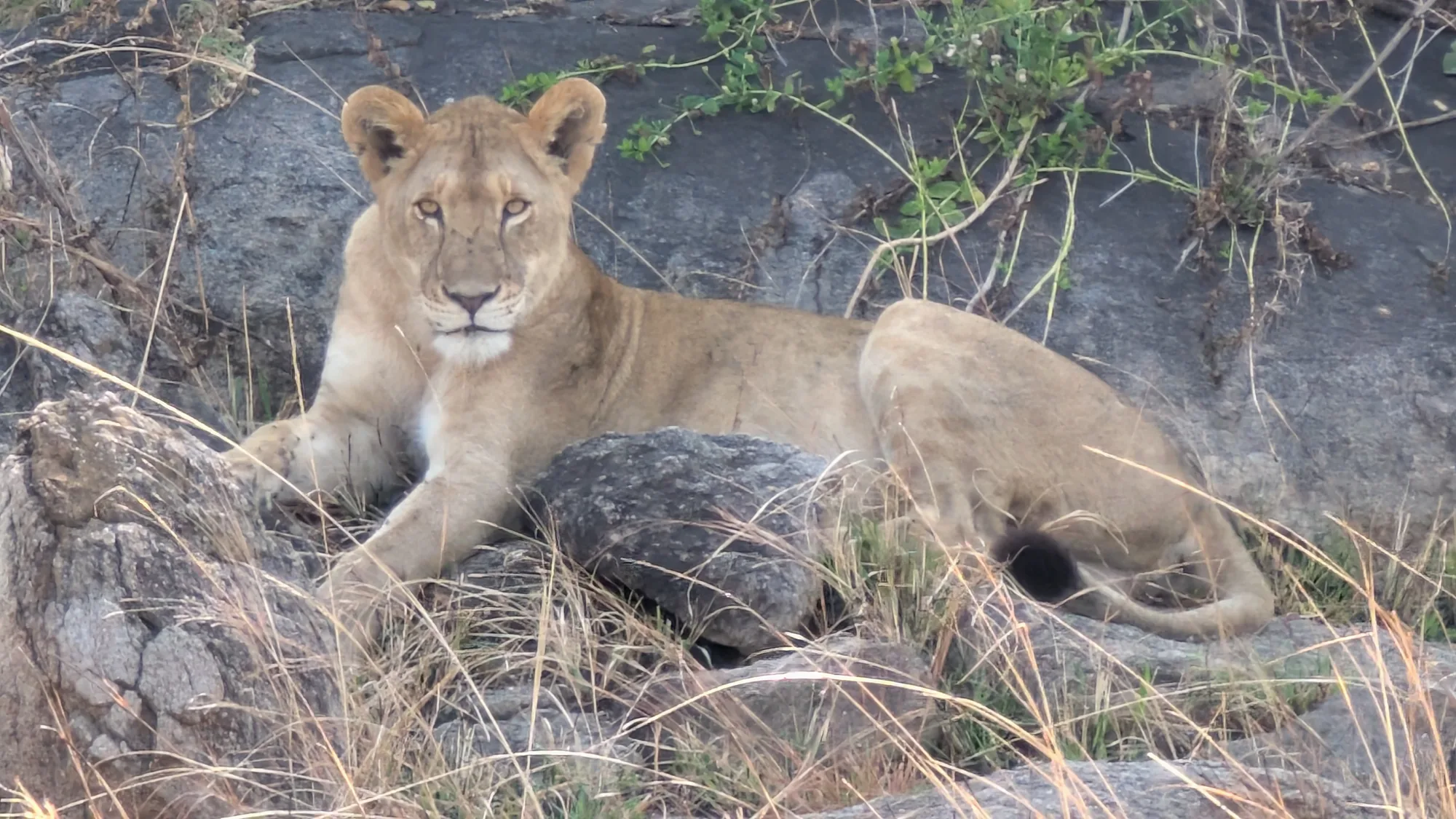 Safari