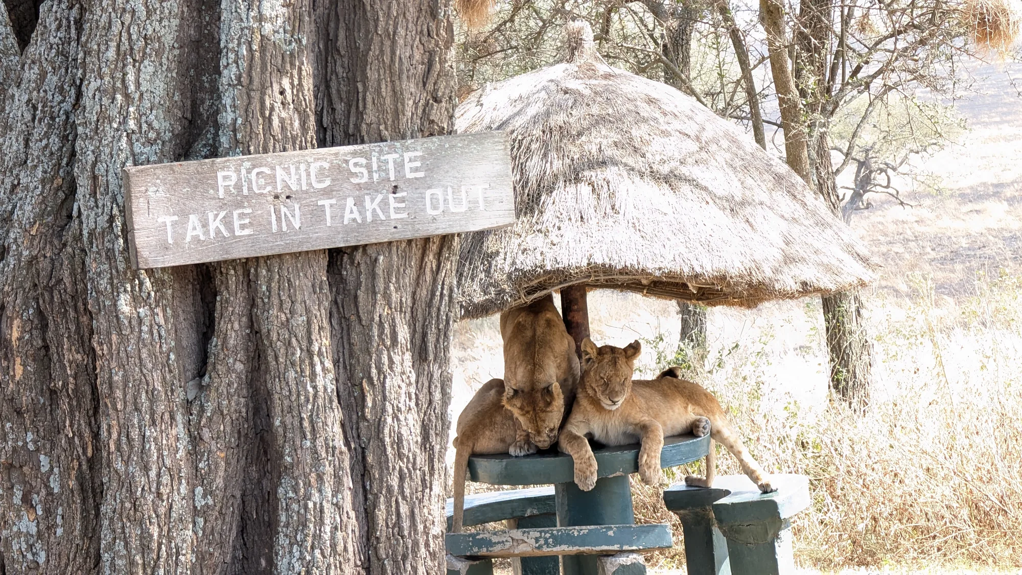 Serengeti & Safari