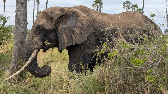 Bull elephant with long tusks feeding among doum palms