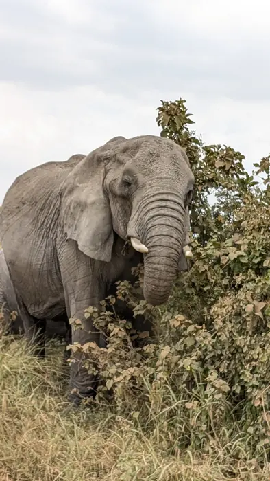 Bull elephant feeding on green bush in Tanzania