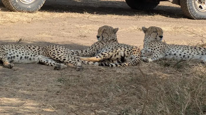 Three cheetah resting in the shade of a safari vehicle