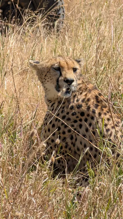 Cheetah sitting almost hidden in tall golden grass