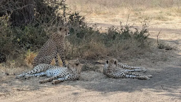 Cheetah mother sitting upright with two grown cubs lying beside her