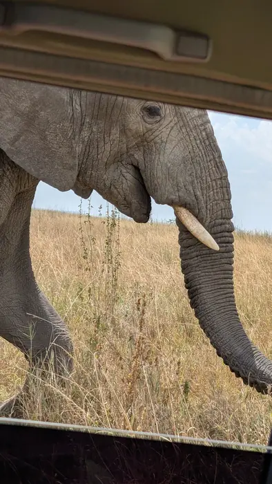 Elephant trunk and tusk filling the window frame of a safari vehicle