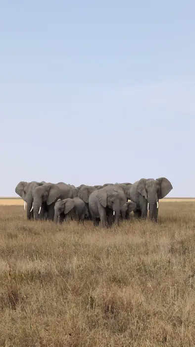 Elephant family standing together in open Serengeti grassland