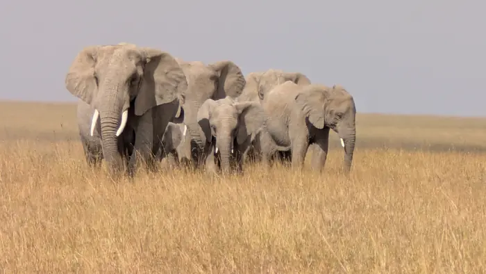 Elephant herd walking through golden grass on the Serengeti plains