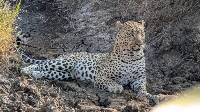 Leopard lying on a rocky outcrop in the Serengeti