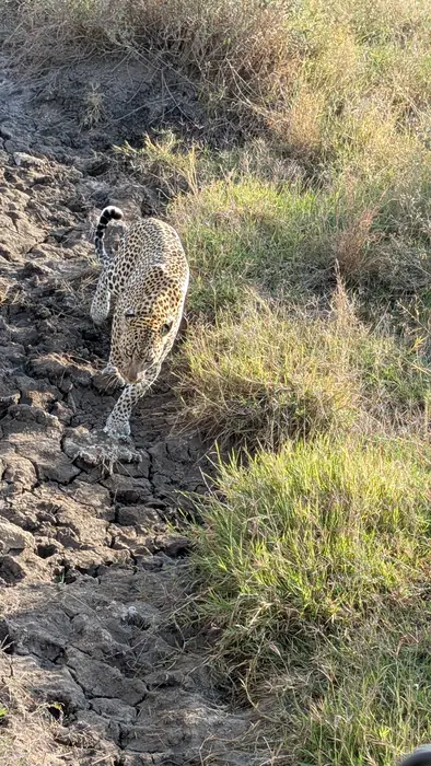 Leopard walking away across a rocky riverbed