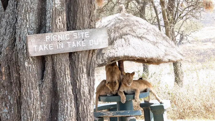 Two lion cubs sitting on a picnic table under a thatched shelter