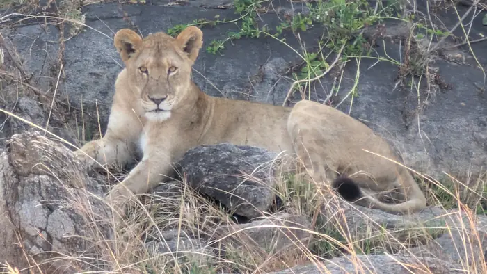 Young lion resting on a granite kopje among dry grass