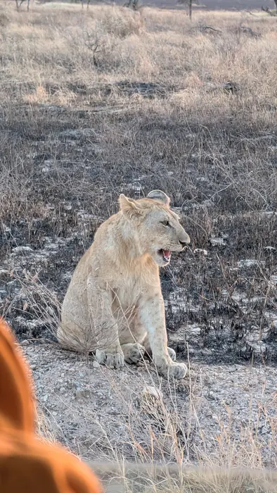 Lioness sitting on burnt ground in early morning light