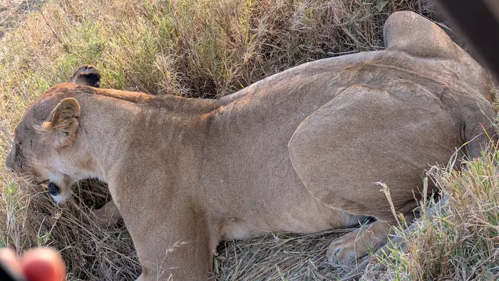 Close side view of a lioness lying in grass