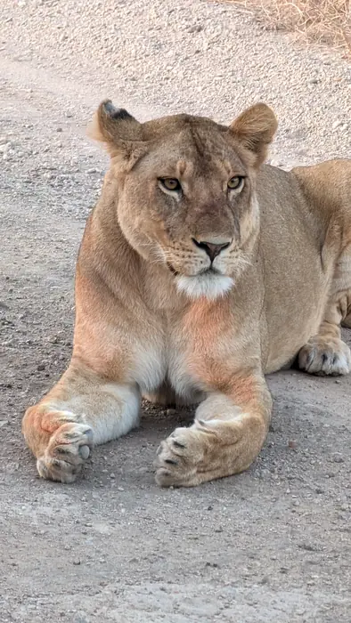 Lioness lying on a gravel safari track looking at the camera