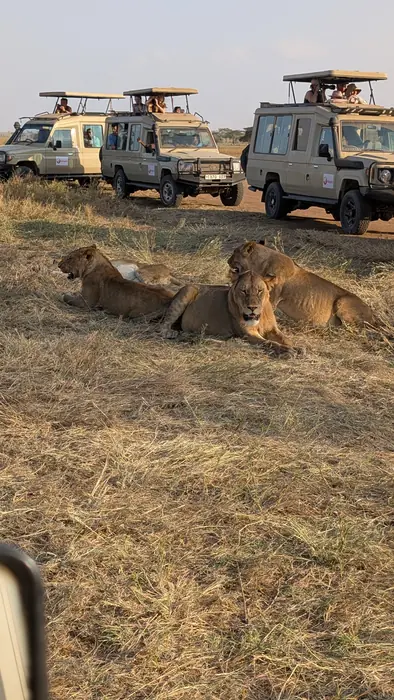 Lions resting on the grass with safari vehicles lined up behind them