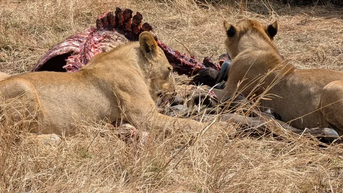 Two lions feeding on a wildebeest carcass in dry grass