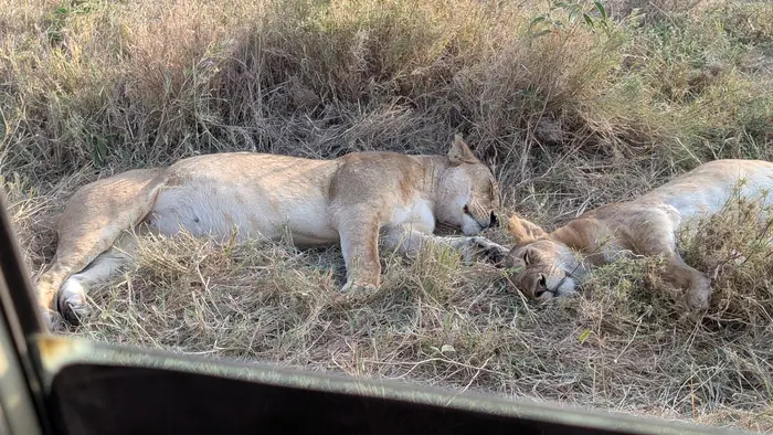 Two lions asleep in the grass after feeding