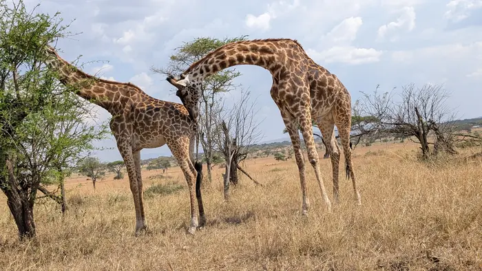 Two Masai giraffe stretching down to browse a low acacia