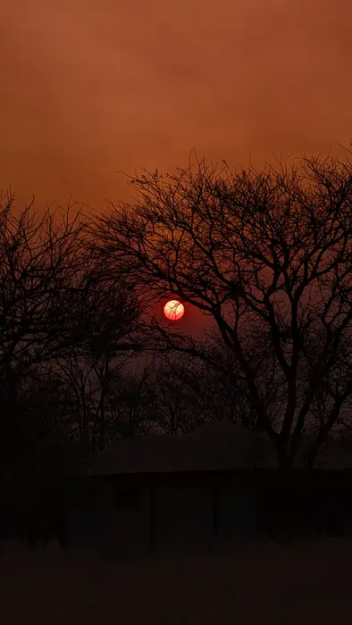 Red sun dropping behind silhouetted acacia trees