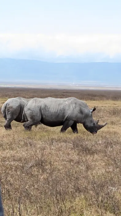 Pair of rhino grazing on the open floor of the Ngorongoro Crater