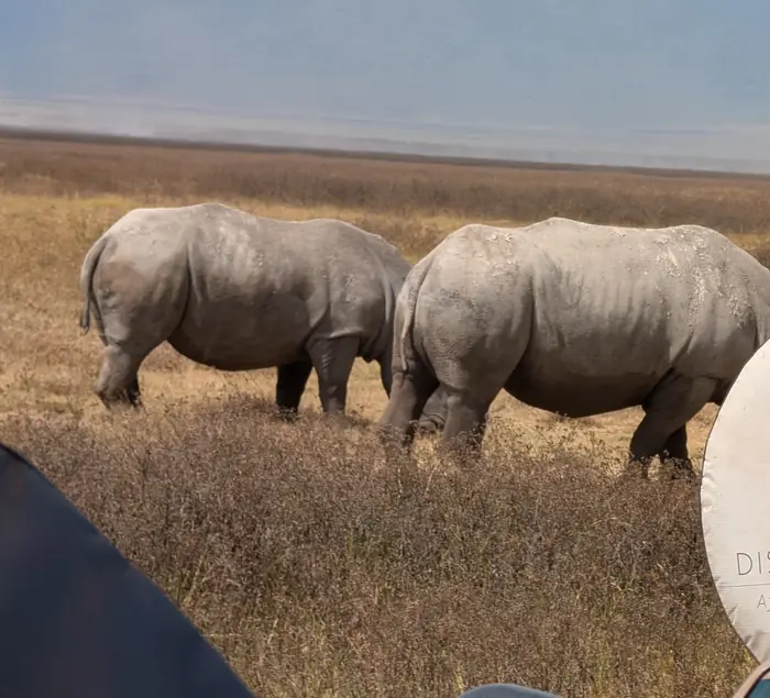 Two rhino grazing side by side on short crater grassland