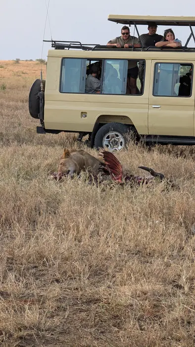 Guests watching a lioness on a kill from the open roof of a safari vehicle