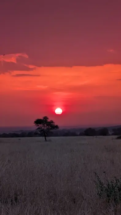 Deep red sunset behind a single acacia tree on the plains
