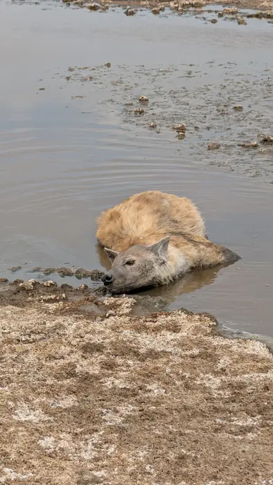 Spotted hyena crouching to drink at the edge of a waterhole