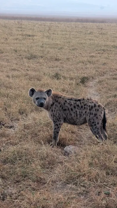 Spotted hyena standing alert on short dry grassland