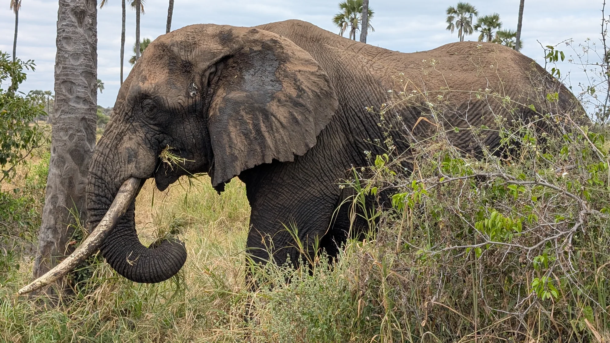 4-Day Tarangire & Lake Manyara Safari