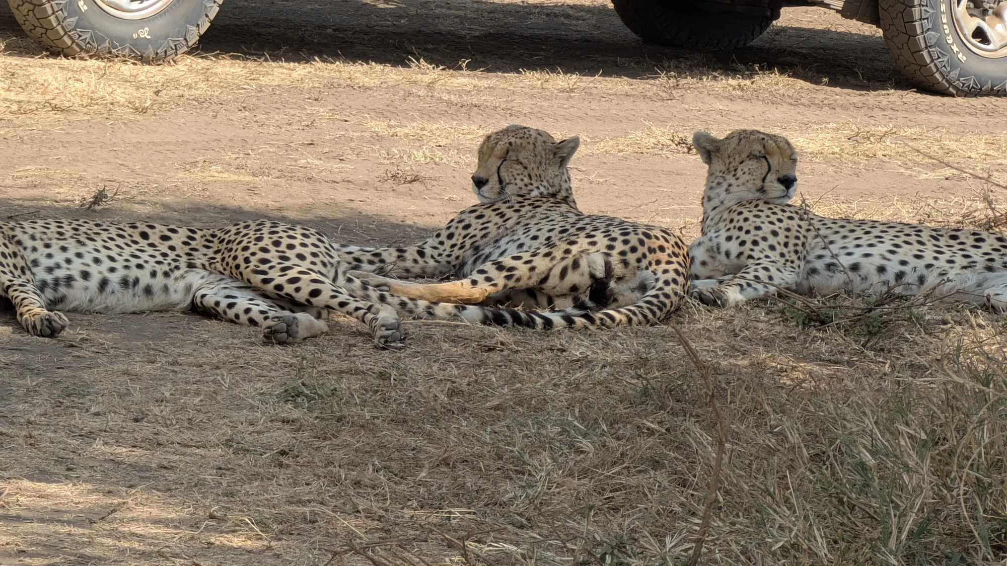 6-Day Tanzania Jeep Safari