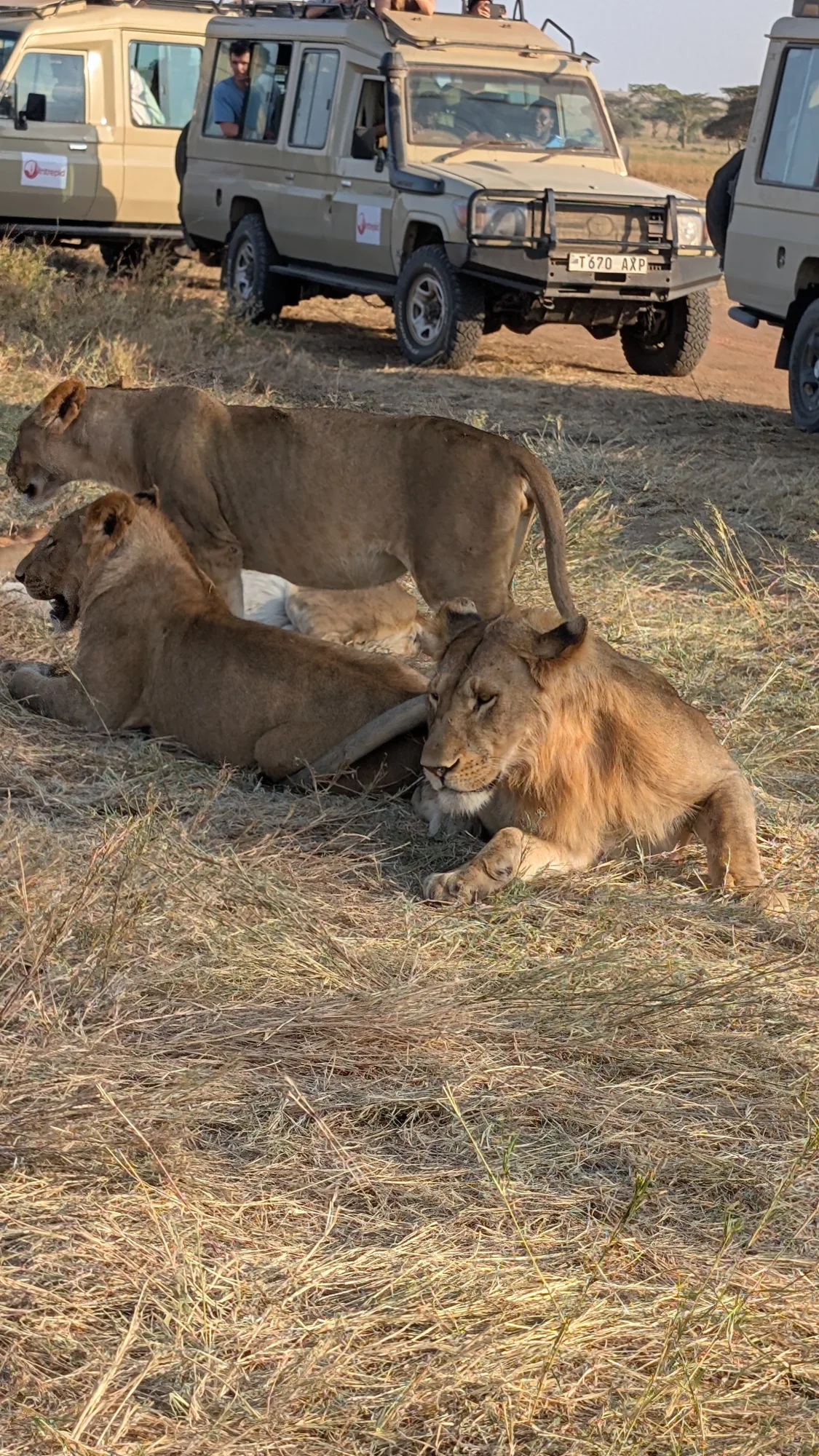 12-Day Kenya & Tanzania Combined Safari