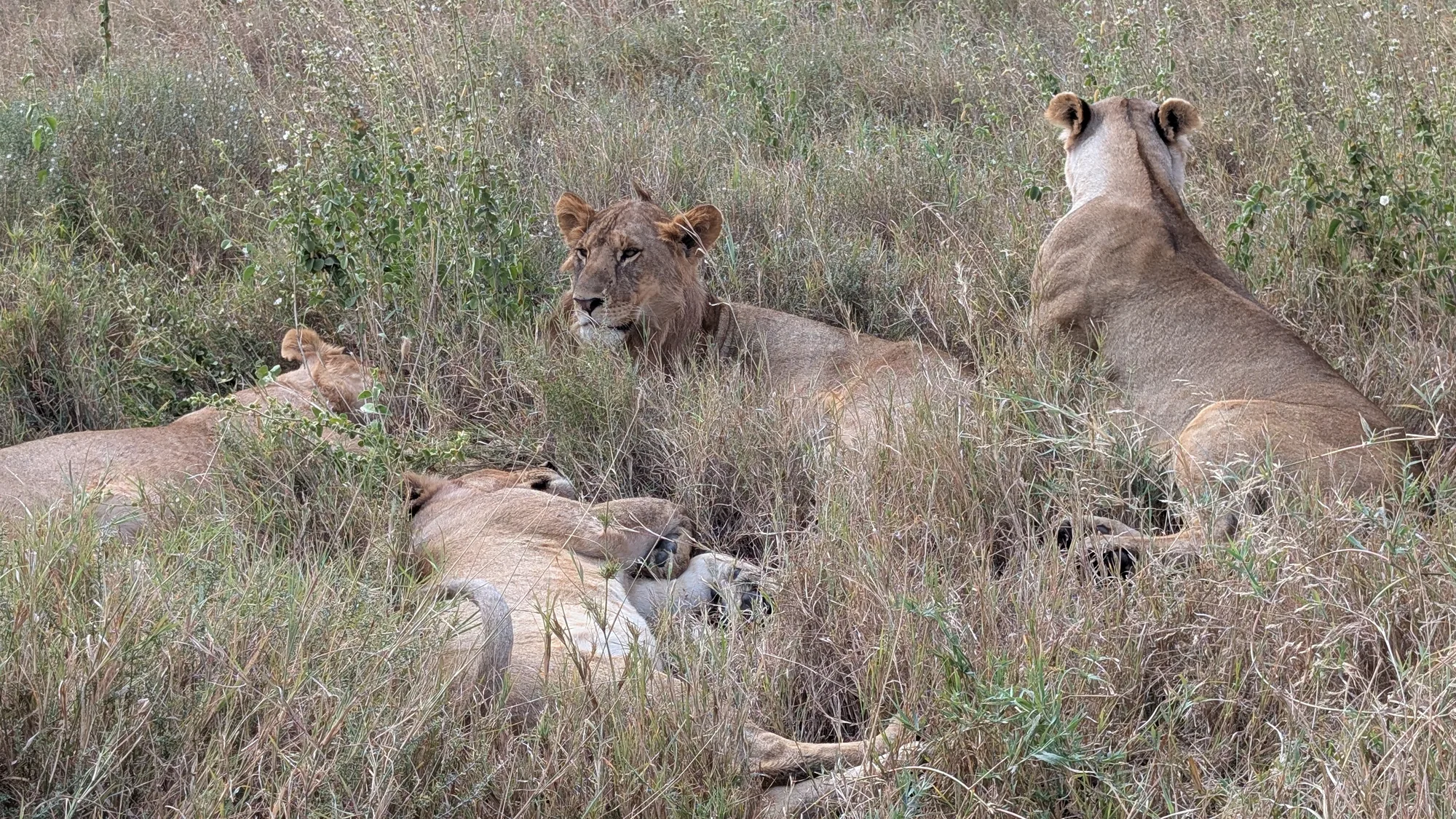 9-Day Serengeti, Ngorongoro & Kilimanjaro View