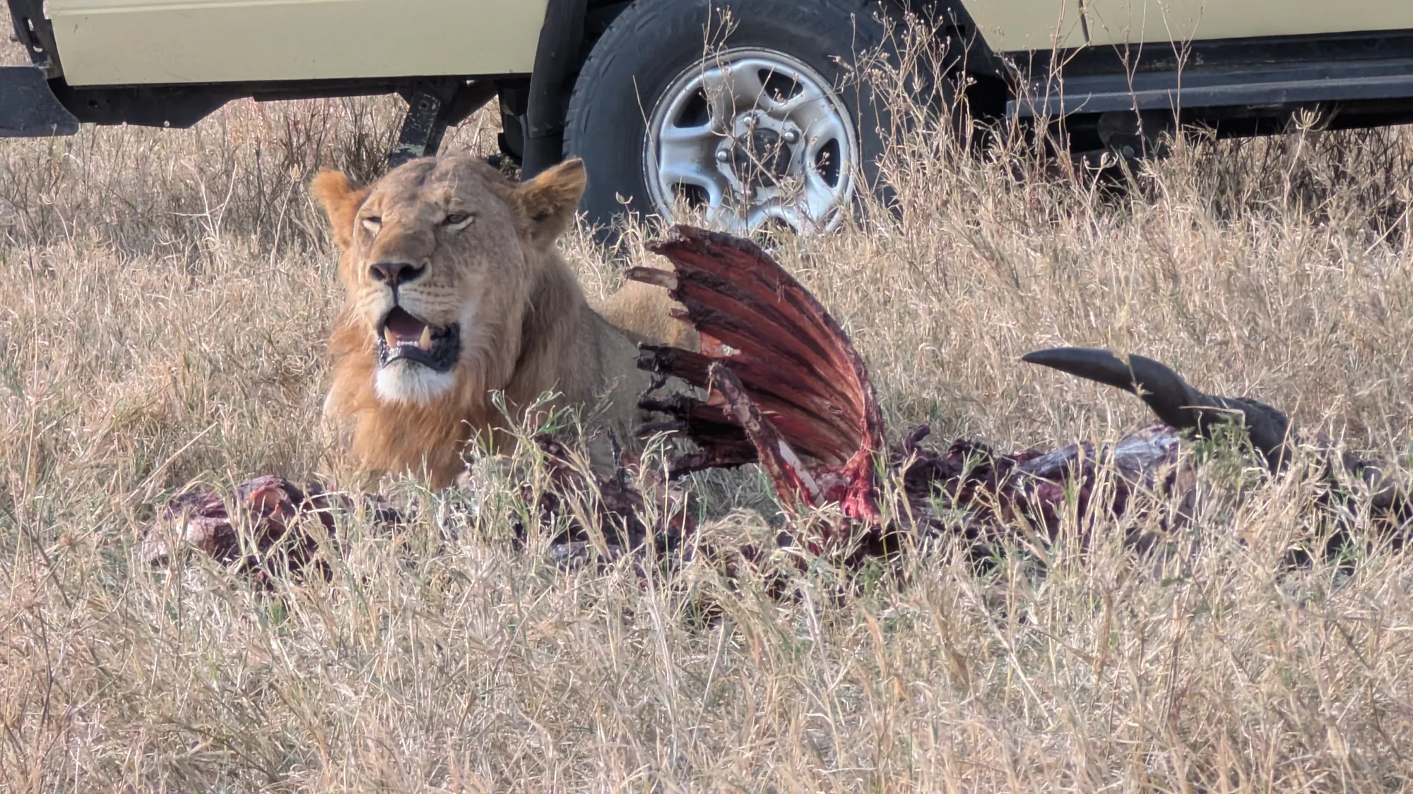 6-Day Ndutu Calving Season Safari